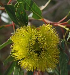 Eucalyptus erythrocorys