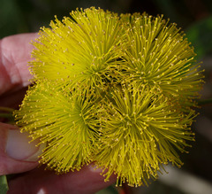 Eucalyptus erythrocorys