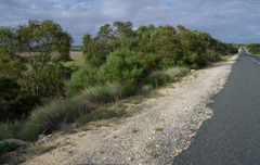 Eucalyptus erythrocorys