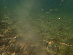 Ptychocheilus grandis