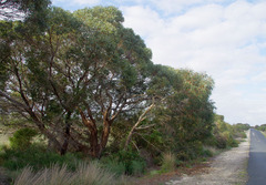 Eucalyptus erythrocorys
