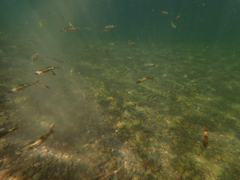 Ptychocheilus grandis
