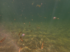 Ptychocheilus grandis