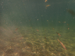 Ptychocheilus grandis