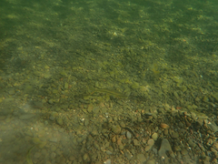 Ptychocheilus grandis