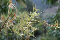 Brassia verrucosa