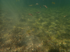 Ptychocheilus grandis