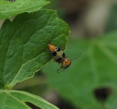 Paridea taiwana