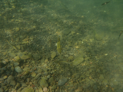 Ptychocheilus grandis