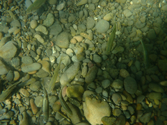 Ptychocheilus grandis