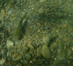 Ptychocheilus grandis