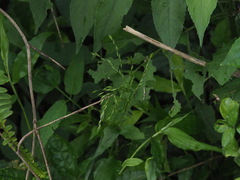Ichnanthus pallens
