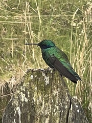 Colibri cyanotus