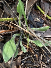 Carphephorus tomentosus