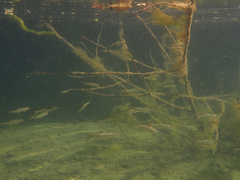 Ptychocheilus grandis