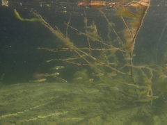 Ptychocheilus grandis