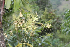 Brassia verrucosa