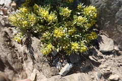 Alyssum serpyllifolium