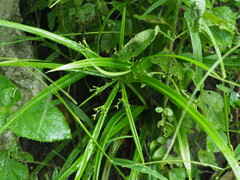 Cyperus diffusus