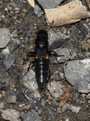Platydracus fossator