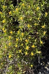 Ericameria suffruticosa