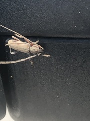Eburia mutica