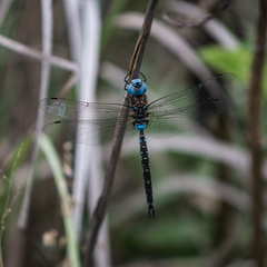 Rhionaeschna jalapensis