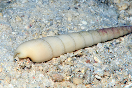Terebra cingulifera observed 2013-07-07