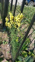 Linaria vulgaris