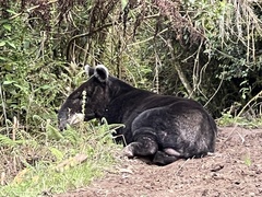 Tapirus pinchaque