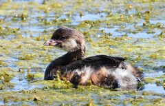 Podilymbus podiceps