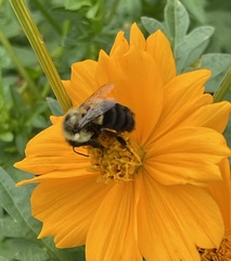 Bombus impatiens