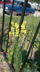 Linaria vulgaris