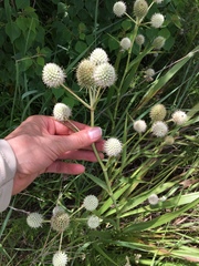 Eryngium yuccifolium
