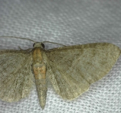 Eupithecia haworthiata