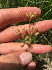 Fimbristylis puberula