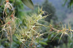 Brassia verrucosa