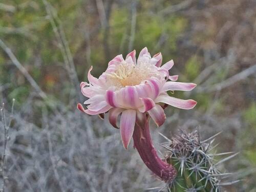 Galloping Cactus