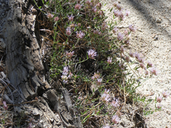 Monardella australis
