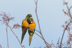 Eupsittula cactorum