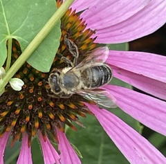 Apis mellifera