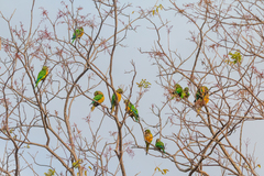 Eupsittula cactorum