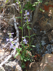 Penstemon virens