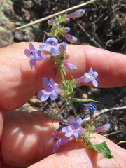 Penstemon virens