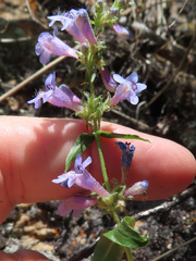 Penstemon virens
