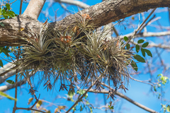 Tillandsia pohliana