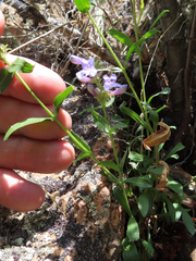 Penstemon virens