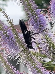 Sphex pensylvanicus