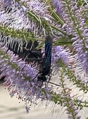 Sphex pensylvanicus