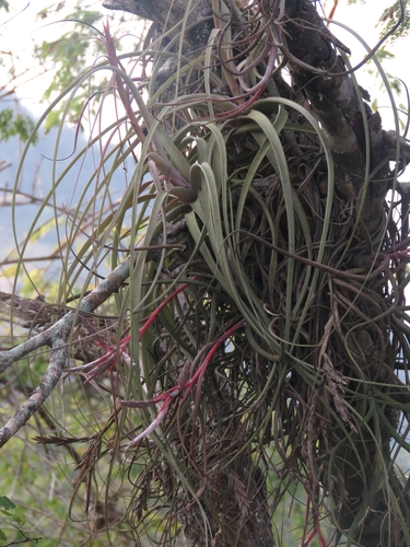 Tillandsia pseudobaileyi, photograph 2